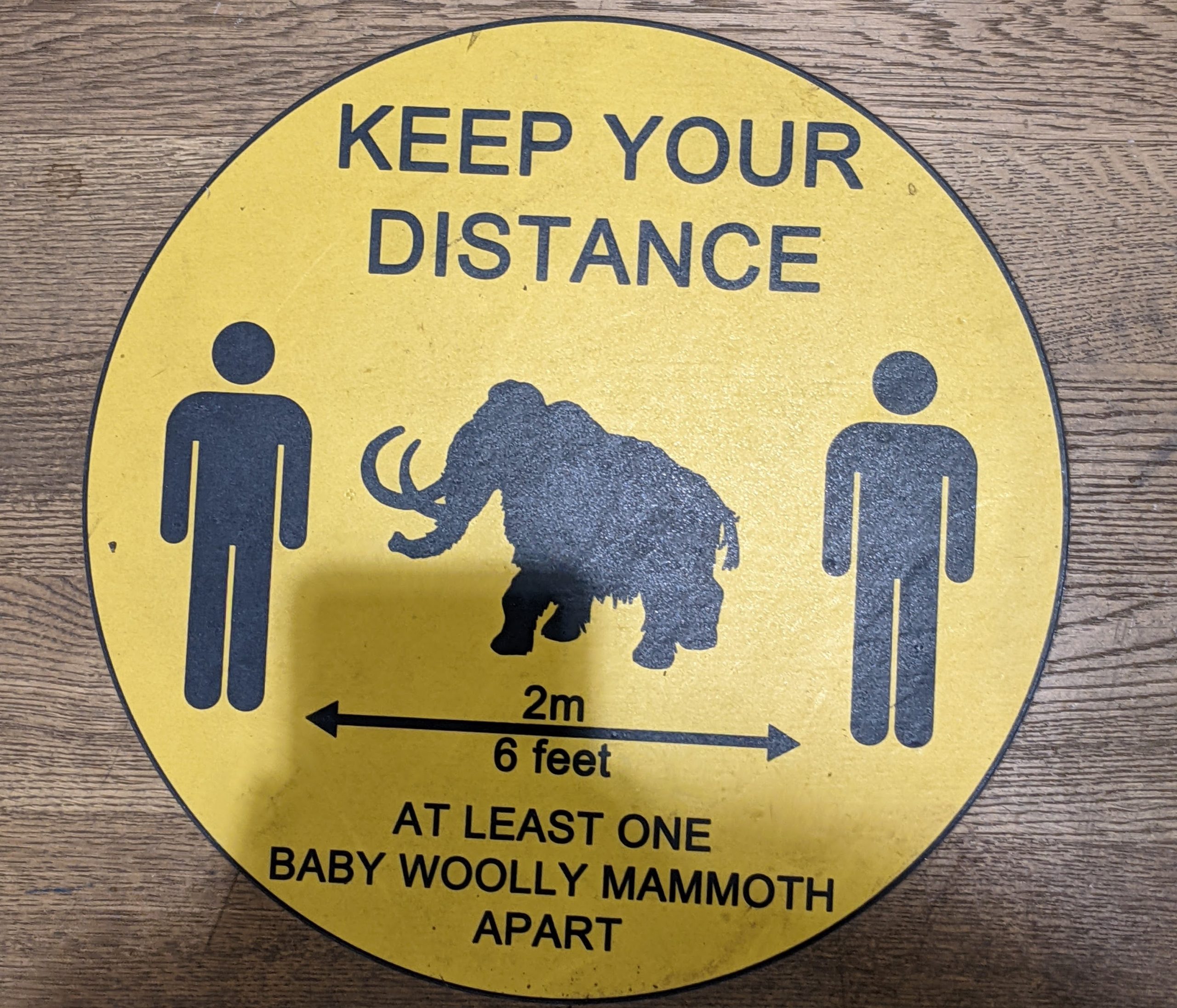 Social distancing: a baby mammoth apart